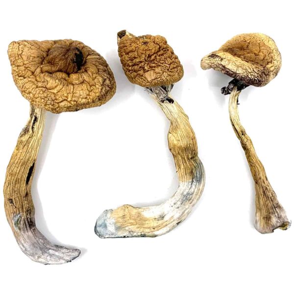 Buy Alacabenzi magic mushroom Oregon