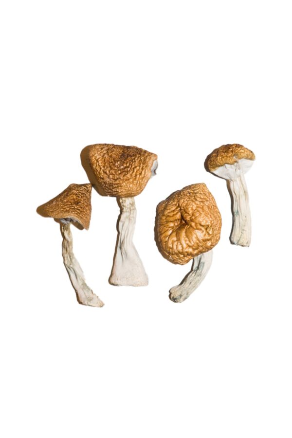 John Allen mushrooms in Oregon