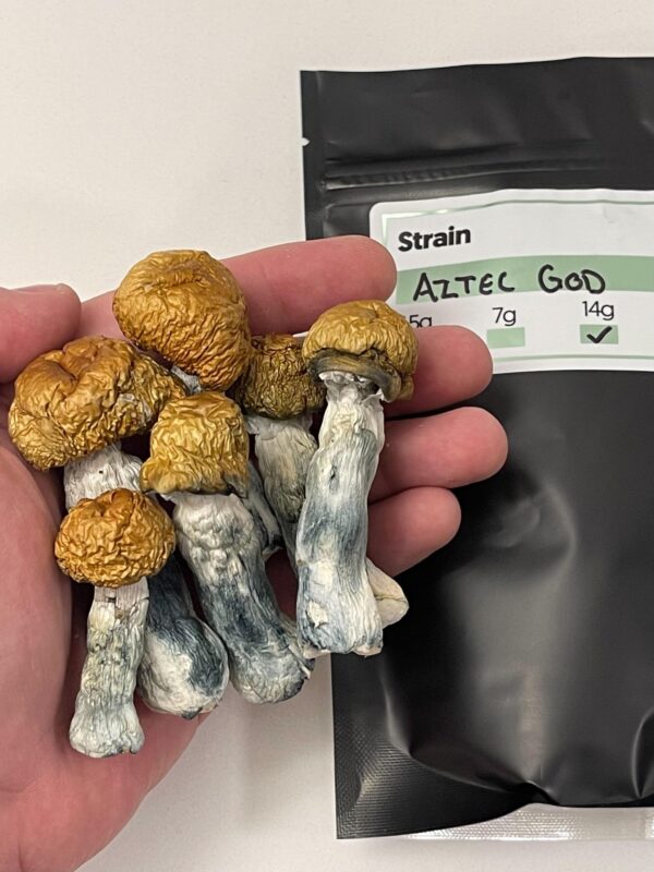 Aztec God Shroom Strain Oregon