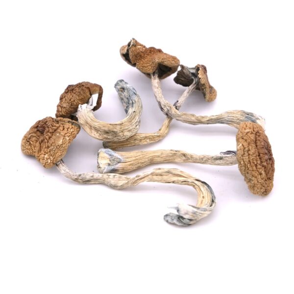 Buy Daddy Long Legs Mushrooms