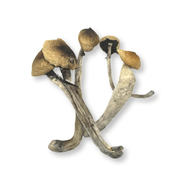 how to take psilocybin mushrooms​