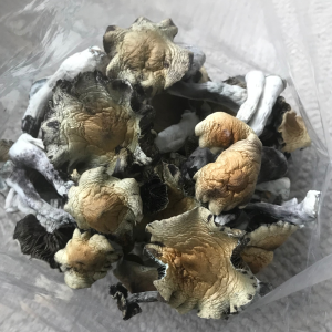 best white rabbit mushrooms​ Oregon