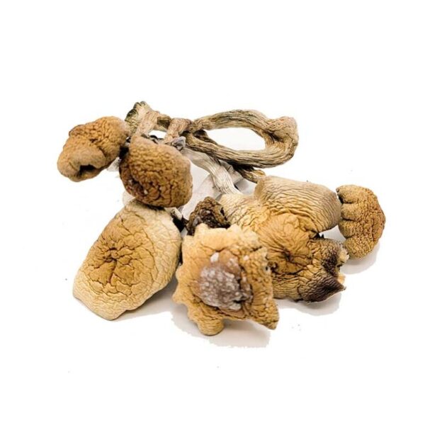 Buy Koh Samui mushroom